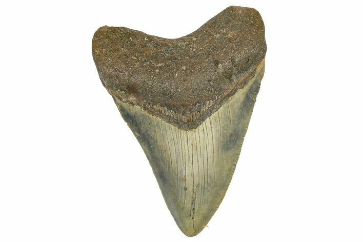 Serrated, Fossil Megalodon Tooth - North Carolina #362950